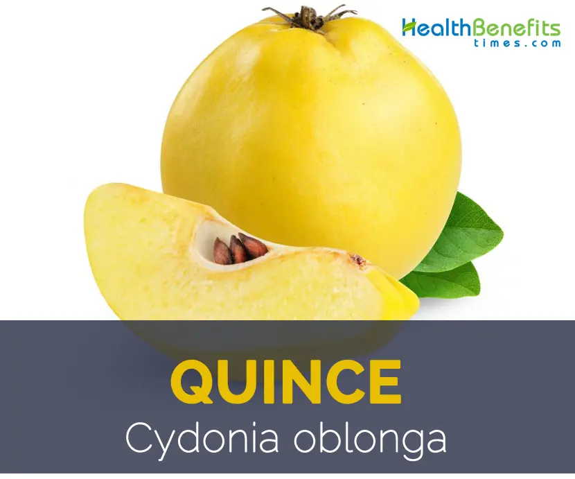 Quince: benefits and harms to the body