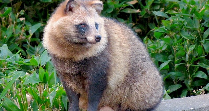 Raccoon Dog