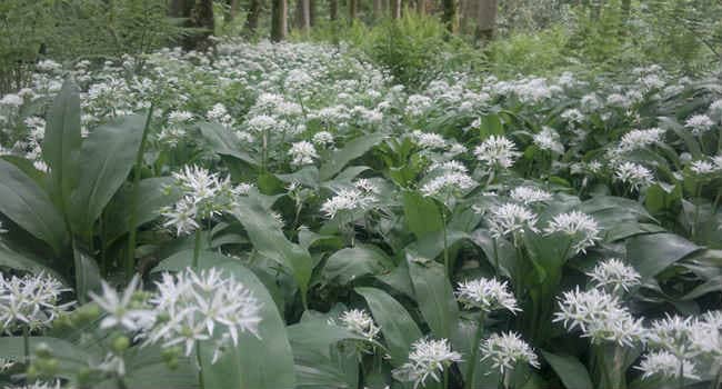 Ramson: benefits and harms to the body