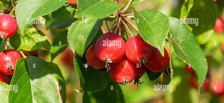 Ranetki apples: why they like to plant them in Our Country