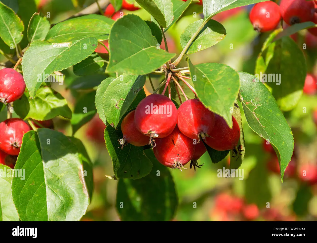 Ranetki apples: why they like to plant them in Our Country