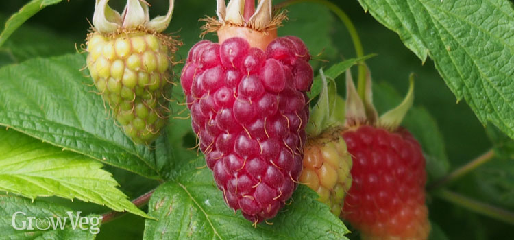 Raspberries: how to grow a good harvest