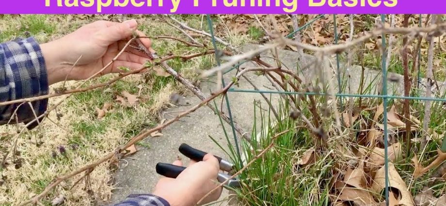 Raspberry pruning in spring