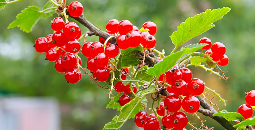 Red currant: health benefits and harms