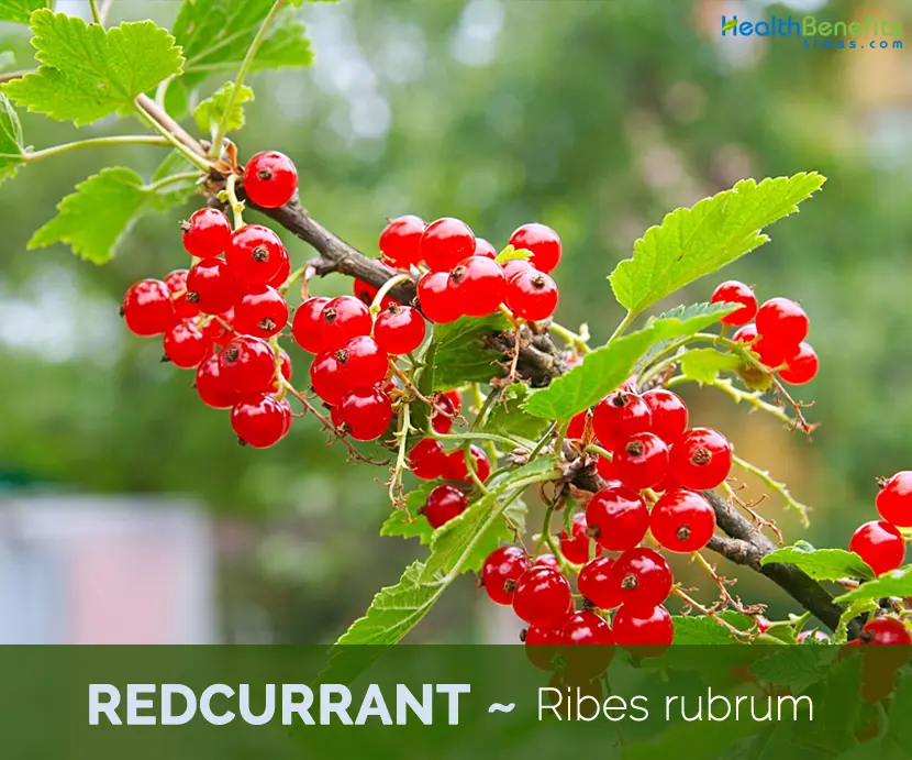 Red currant: health benefits and harms