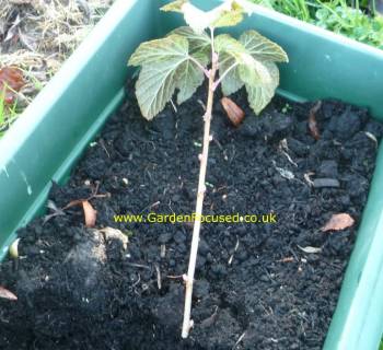 Reproduction of currant cuttings in spring