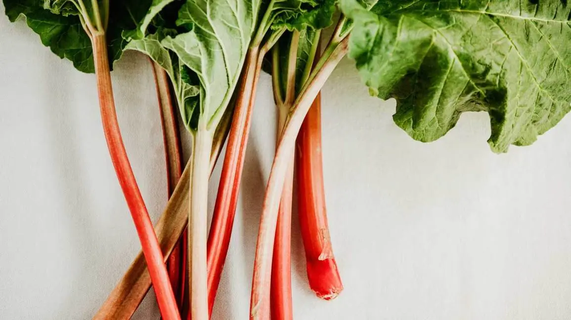 Rhubarb: benefits and harms to the body