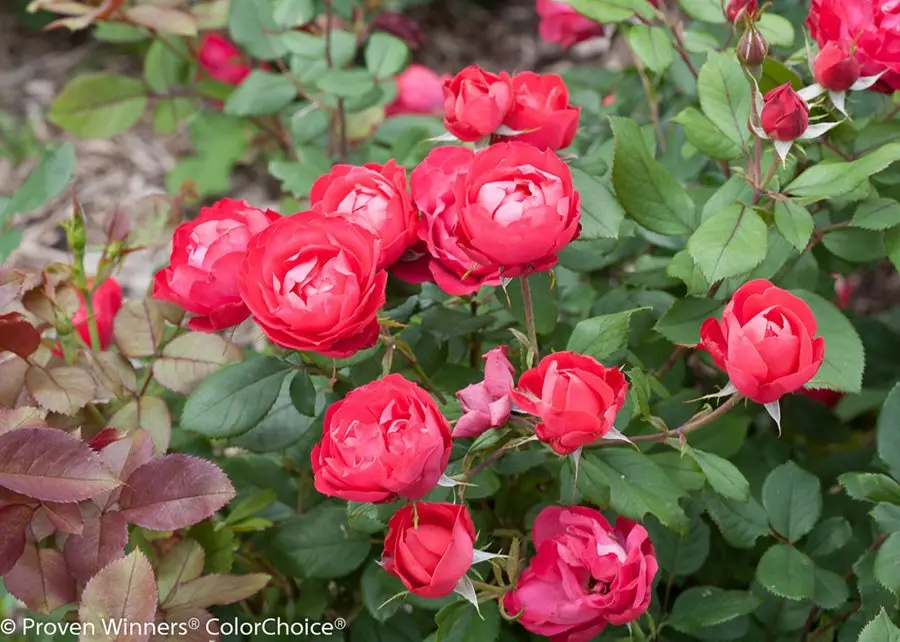 Roses: planting and care