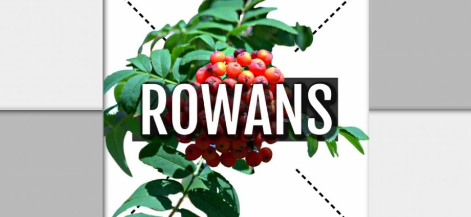 Rowan: health benefits and harms