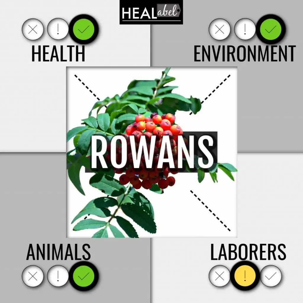 Rowan: health benefits and harms