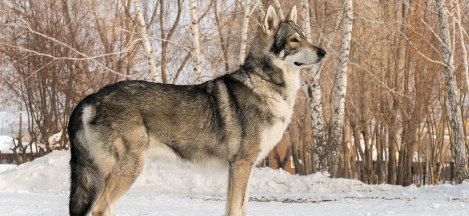 Saarloos Wolfdog