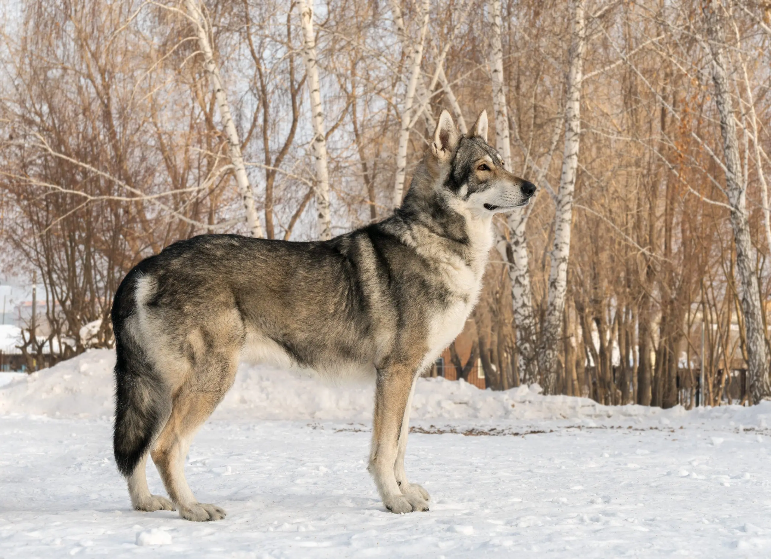 Saarloos Wolfdog