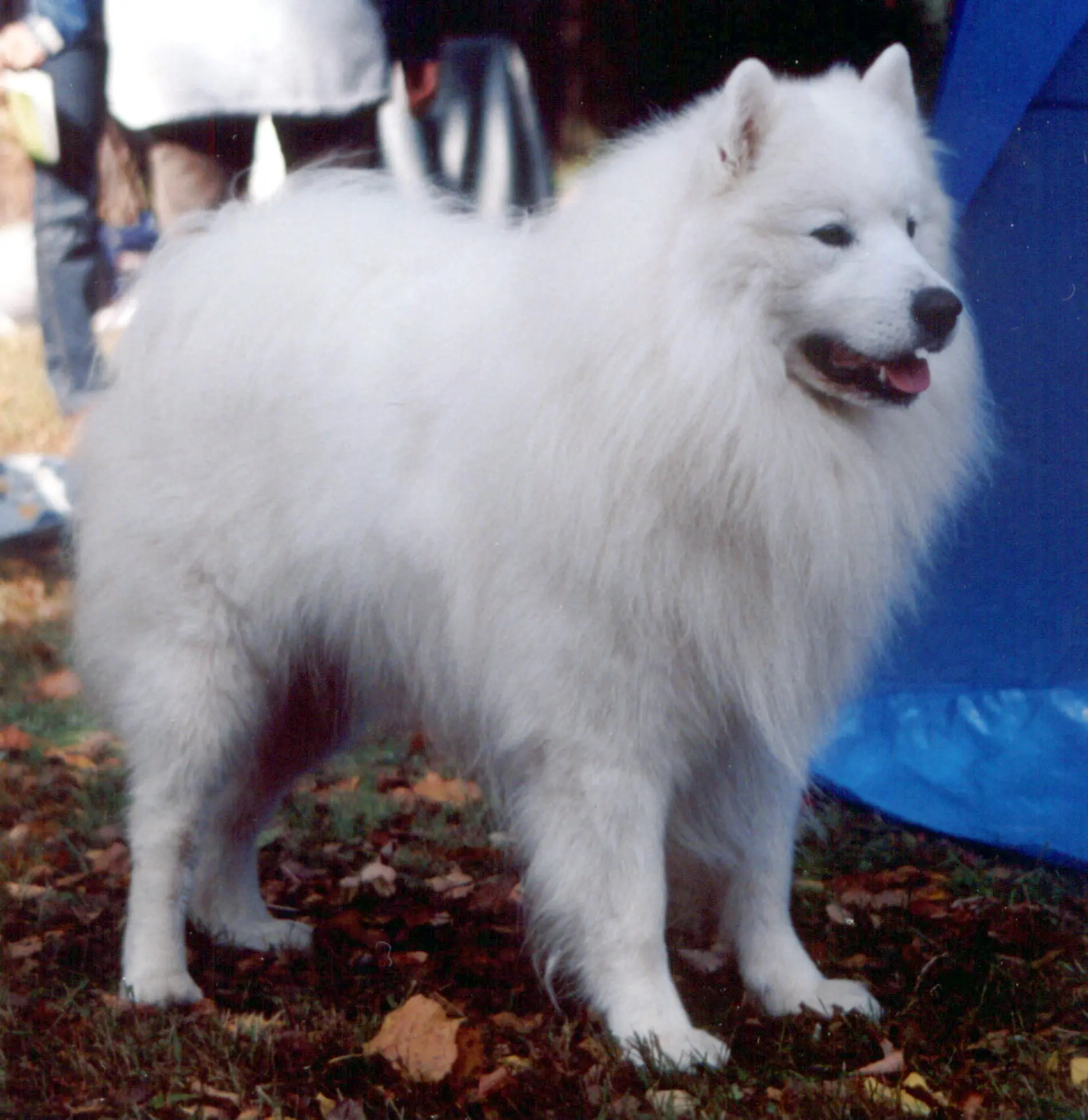 Samoyed dog (Samoyed)