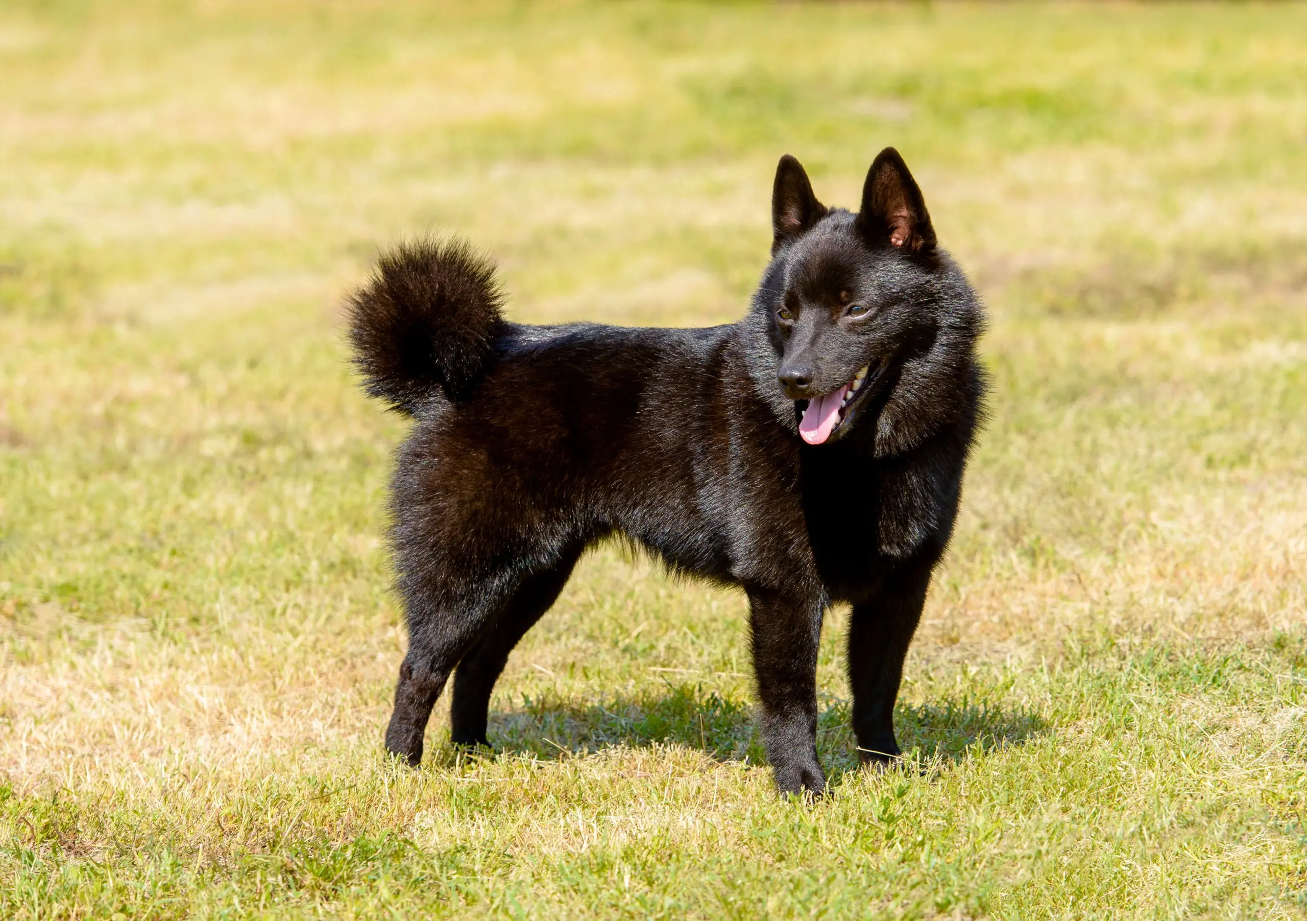 Schipperke dog