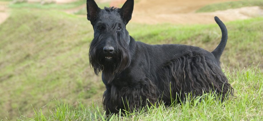 Scottish Terrier (Scotch Terrier)