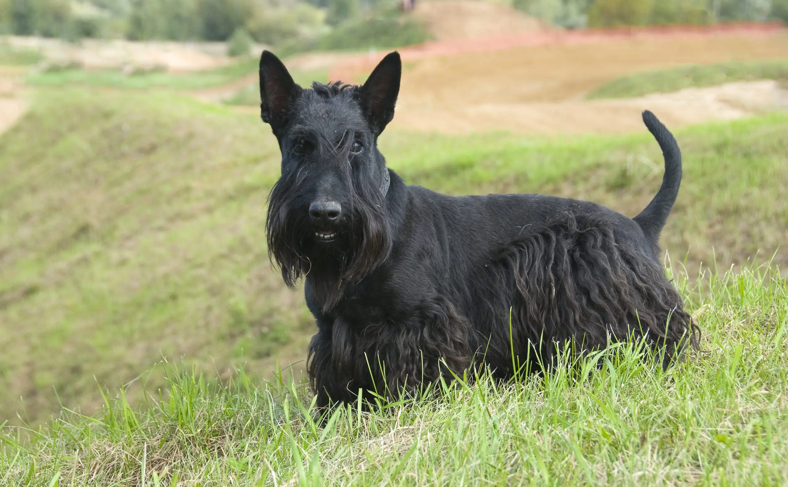 Scottish Terrier (Scotch Terrier)