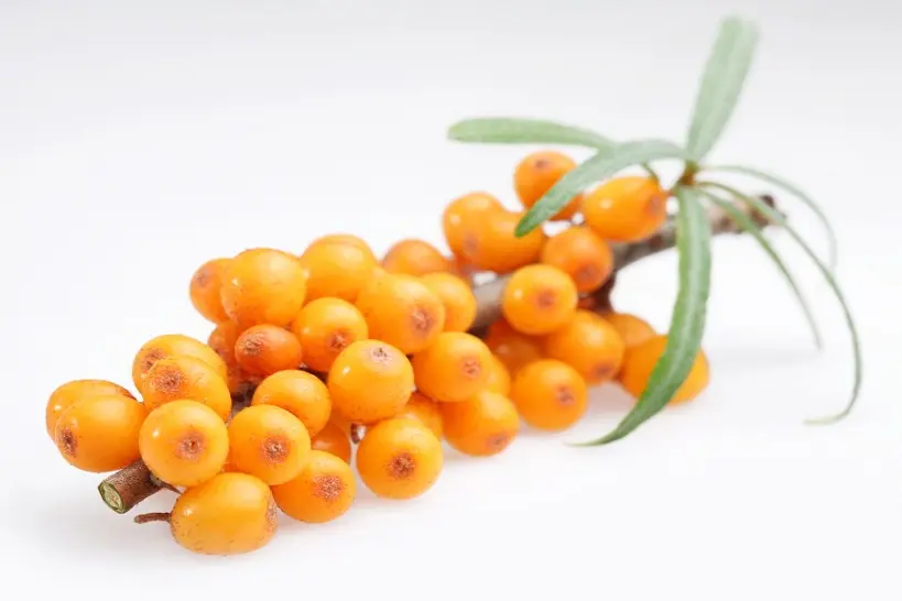 Sea buckthorn: health benefits and harms