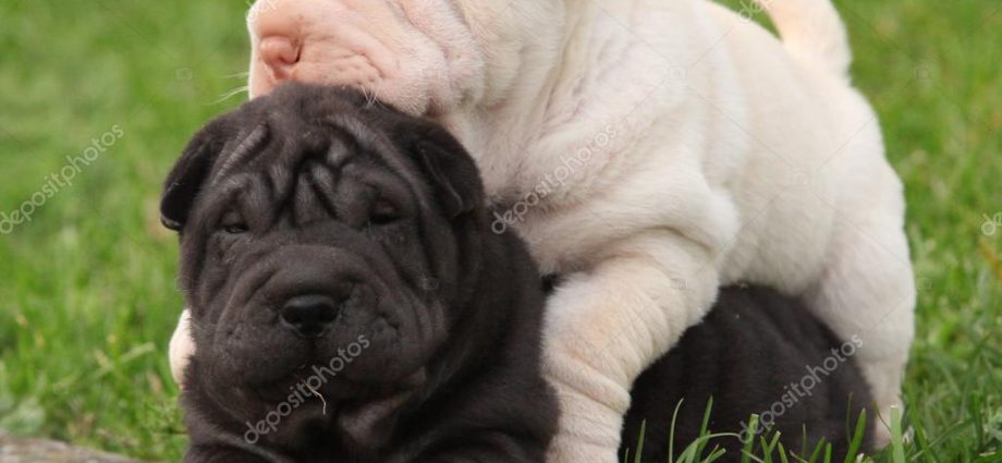 sharpei dog