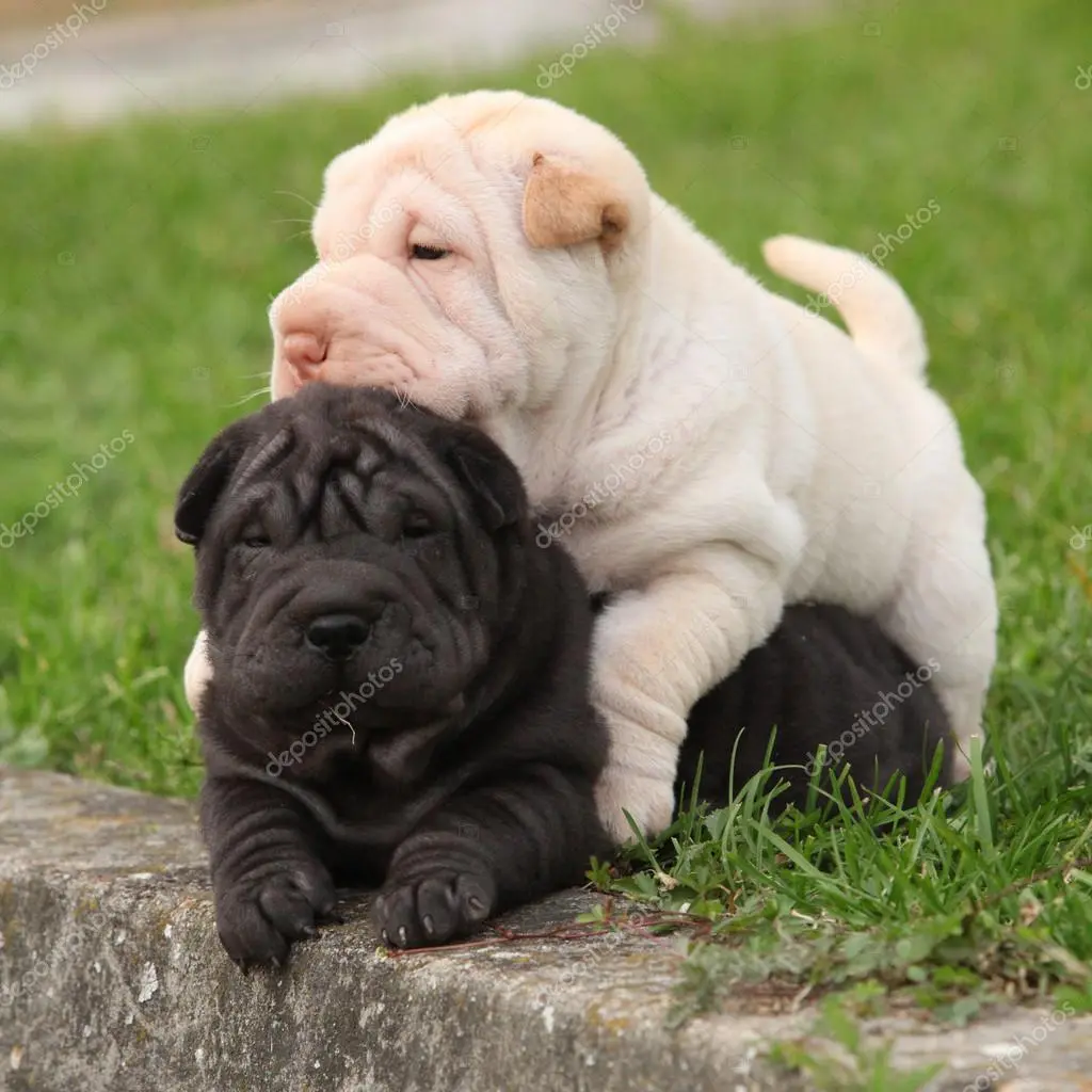 sharpei dog