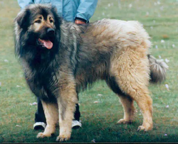 sharplanin shepherd dog