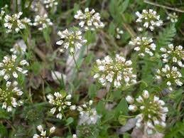 Shepherd&#8217;s bag grass