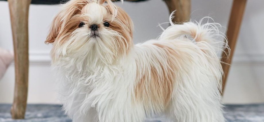 shih tzu dog