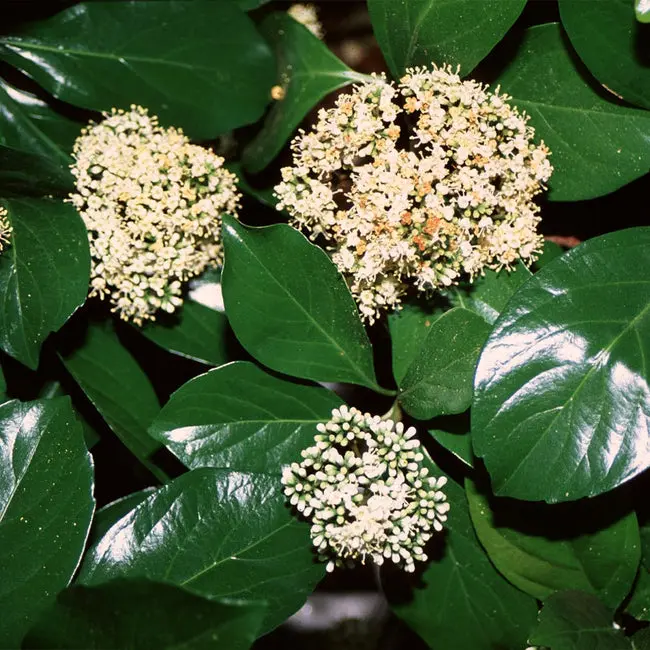 shrub viburnum