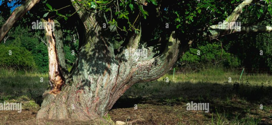 Slate apple trees