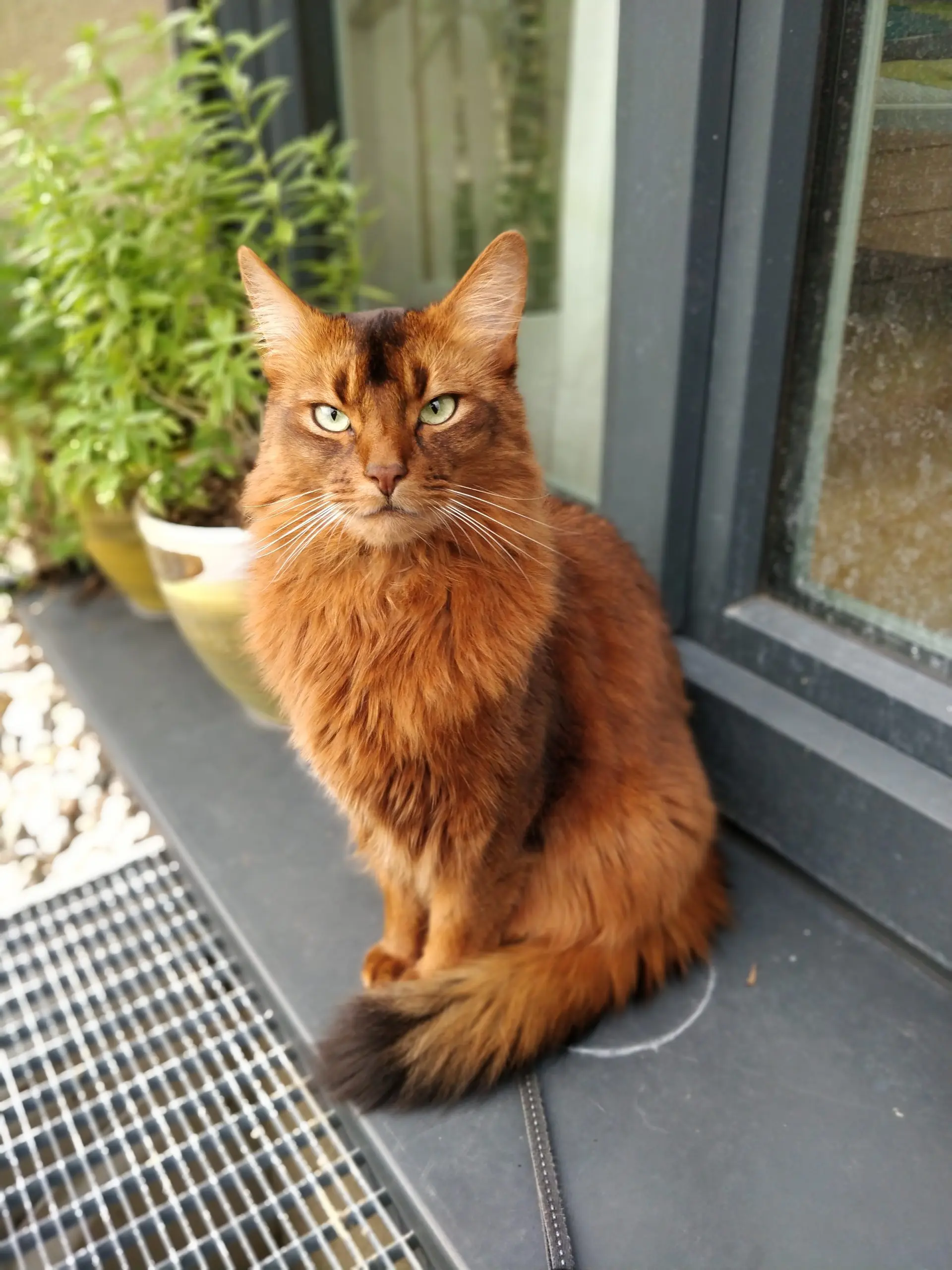 somali cat