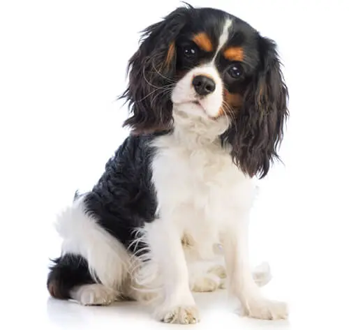 Spaniel dog