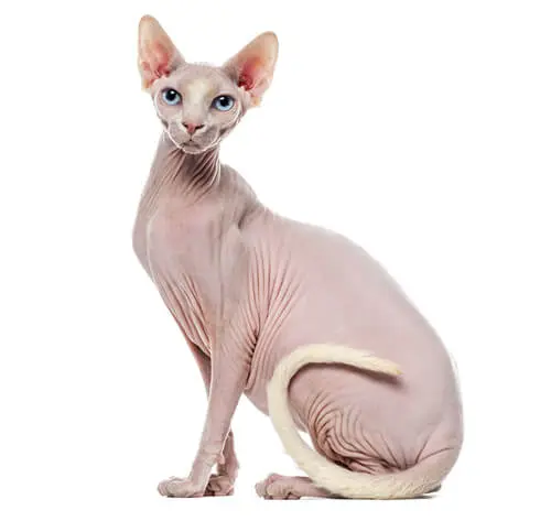 Sphynx cat