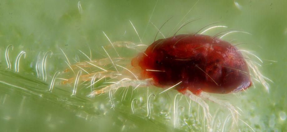 spider mite