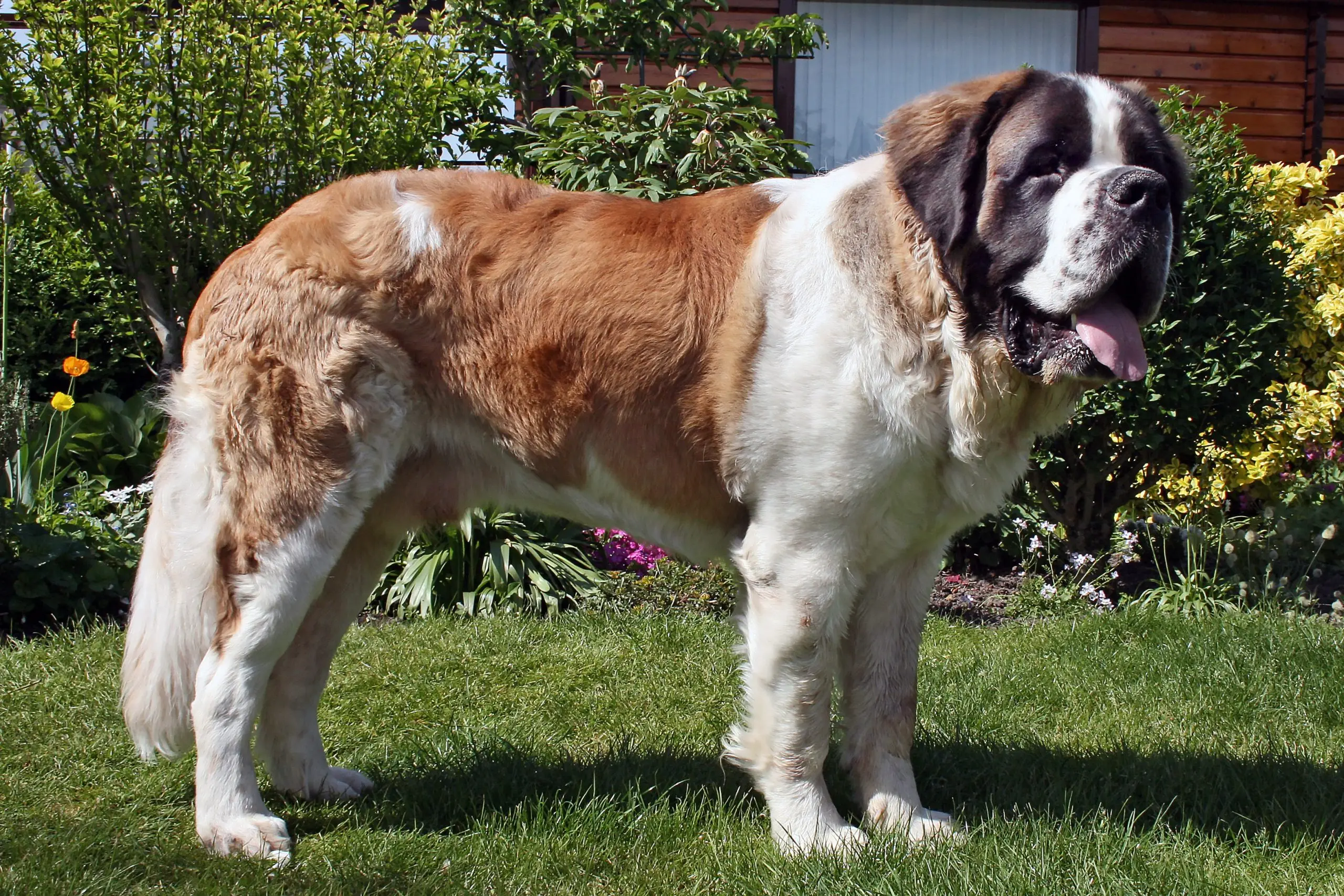 St. Bernard dog