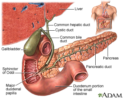 Stagnation of bile in the gallbladder in adults