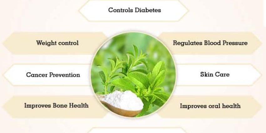 Stevia: benefits and harms to the body