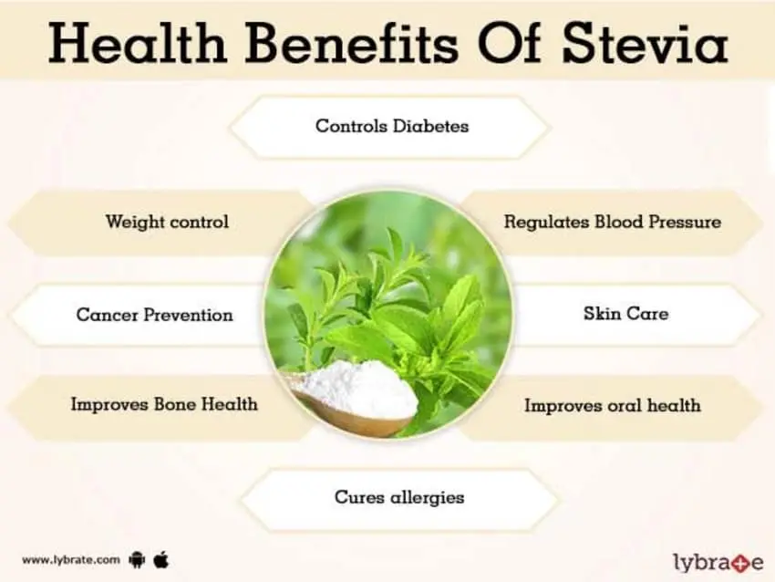 Stevia: benefits and harms to the body