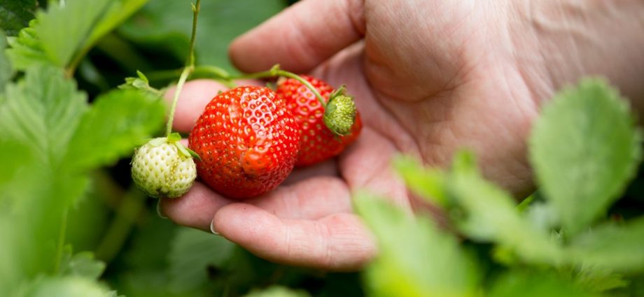 Strawberries: how to grow a good harvest