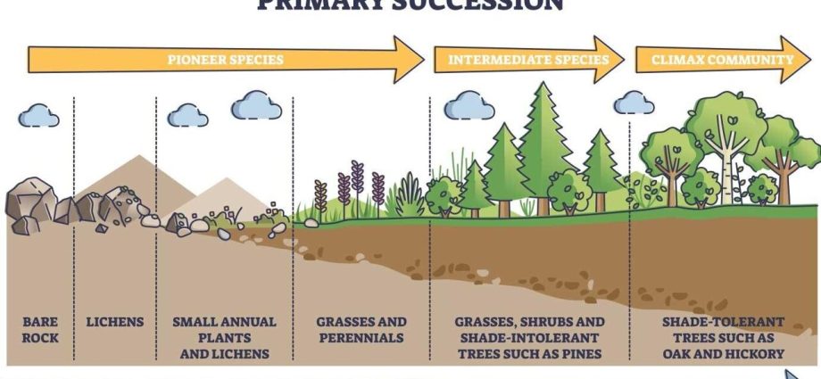 succession of grass