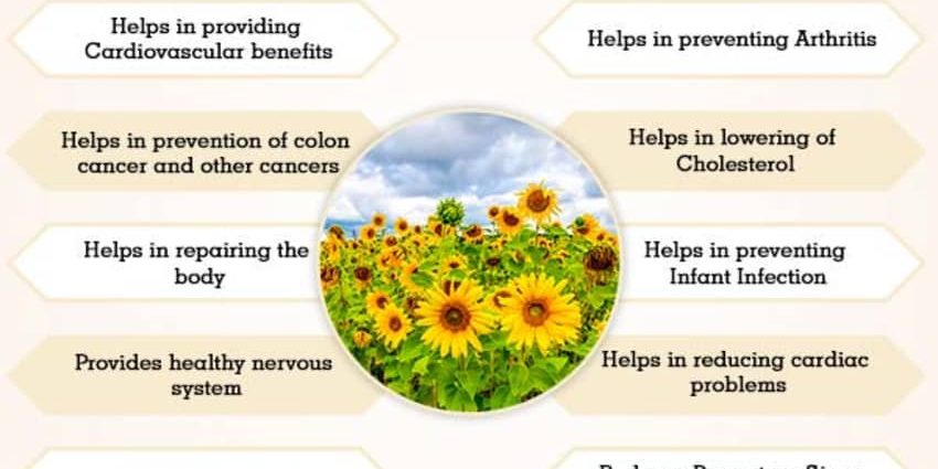 Sunflower oil: health benefits and harms