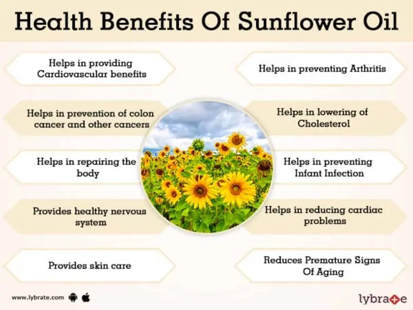 Sunflower oil: health benefits and harms