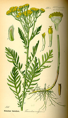 Tansy