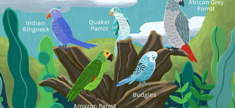 The best breeds of talking parrots