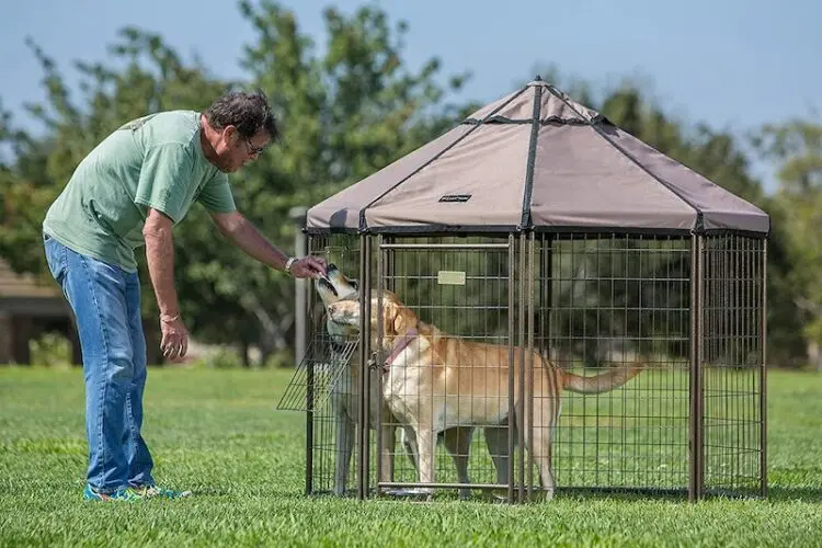 The Best Dog Enclosures in 2022