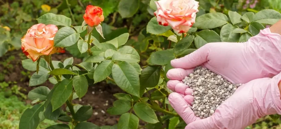 The best fertilizers for roses