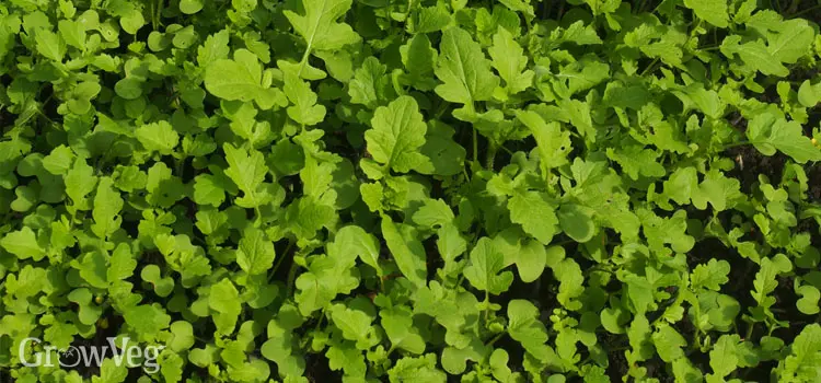 The best green manure for the garden