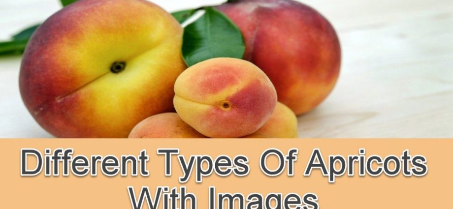 The best varieties of apricot