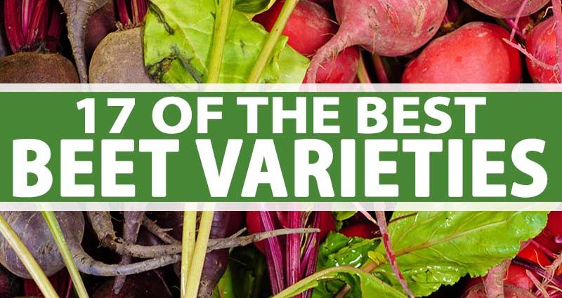 The best varieties of beets