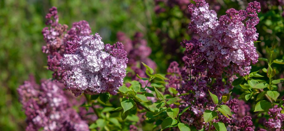 The best varieties of lilac