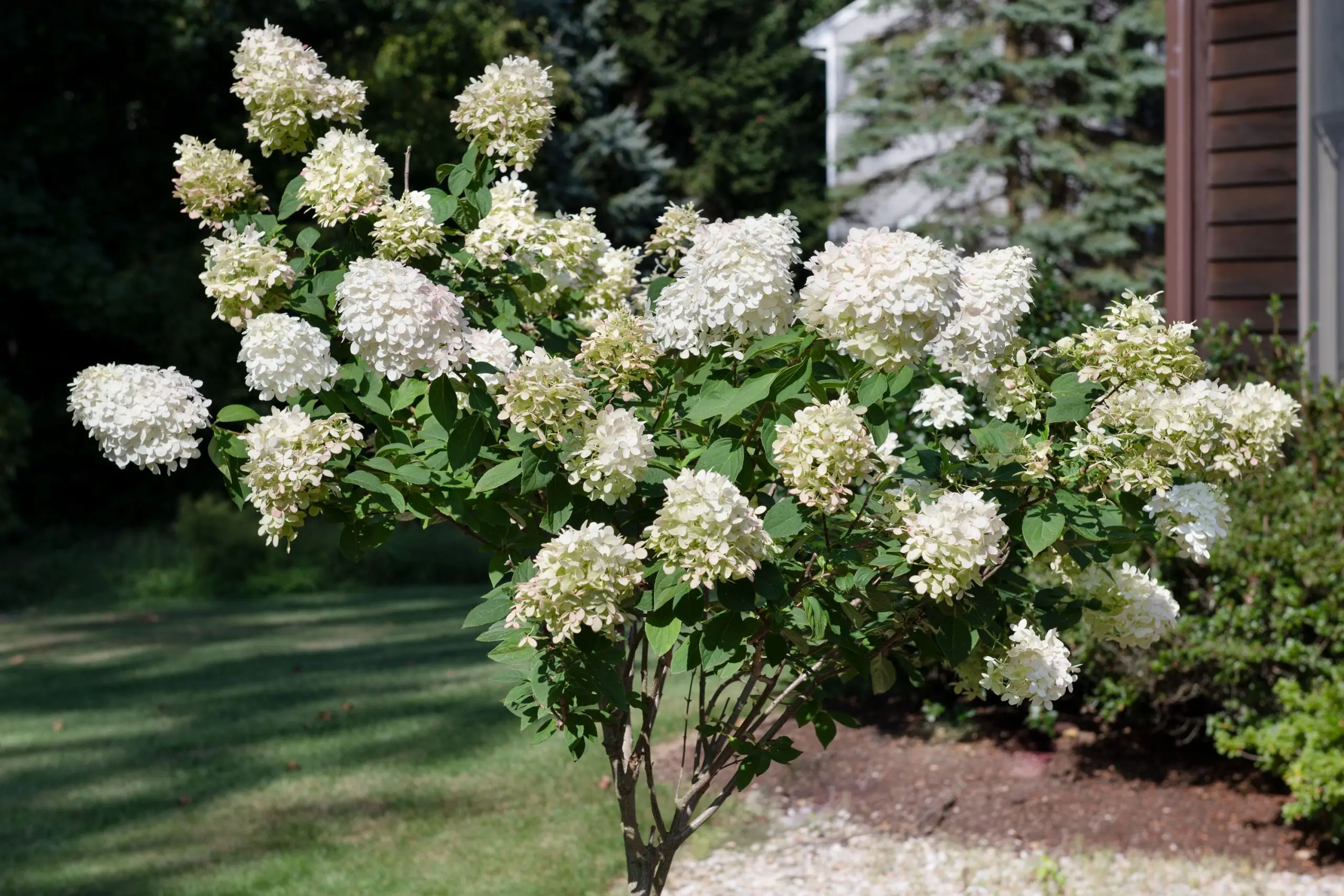 The best varieties of tree hydrangea