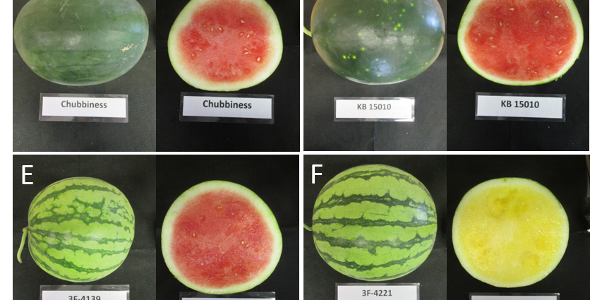 The best varieties of watermelons